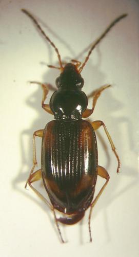 Réf. 203 254 : Bembidion tetracolum